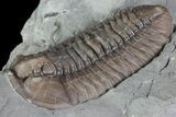 Large, , Prone Flexicalymene Trilobite - Ohio #84590-2